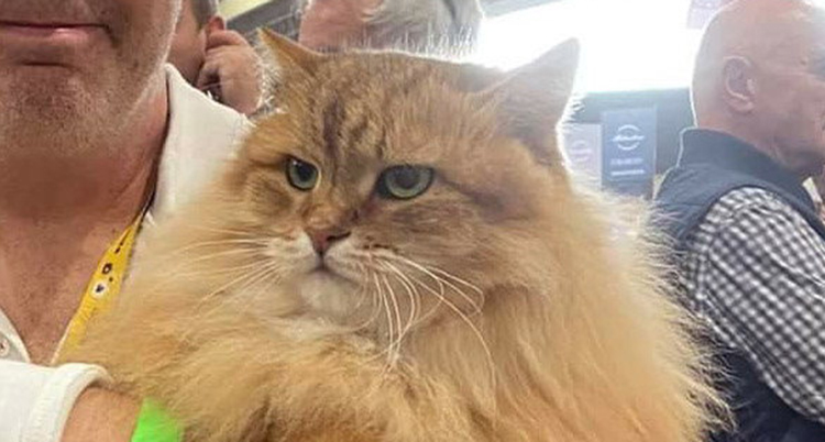Närbild på katten.
