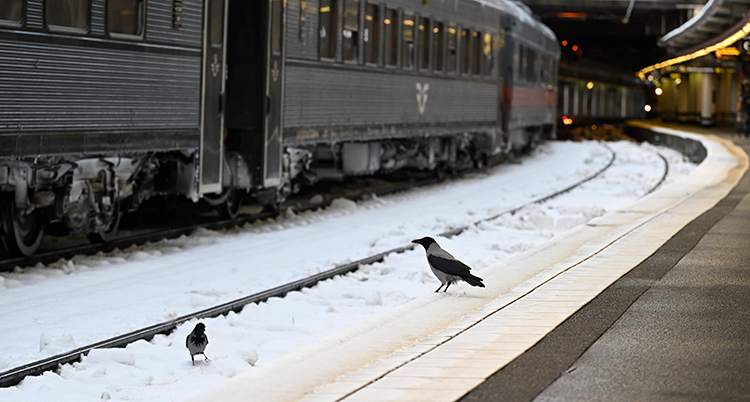 Snön på spåret vid Stockholm central.