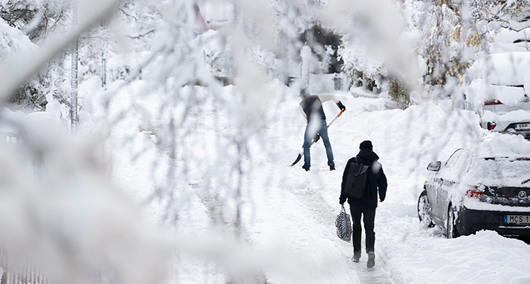 Det är fullt med snö på marken och träden. En person skottar med en spade. En person går på en smal gång i snön. Bilar är täckta med snö.