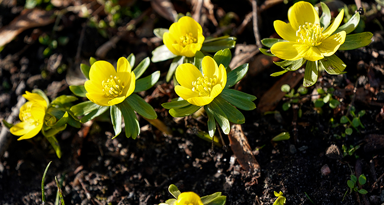 Gula blommor som sticker upp ur den bruna jorden
