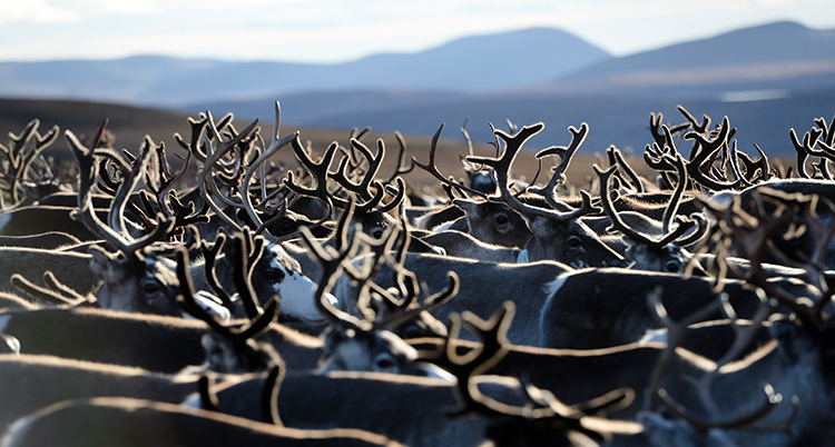 Många renar går tillsammans. Fjäll syns i bakgrunden.