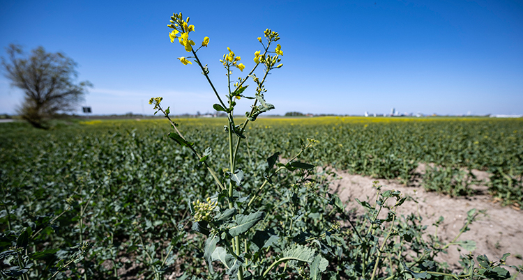 En planta gula blommor syns i förgrunden. Bakom syns ett grönt fält med en del gula blommor. Himlen är blå.