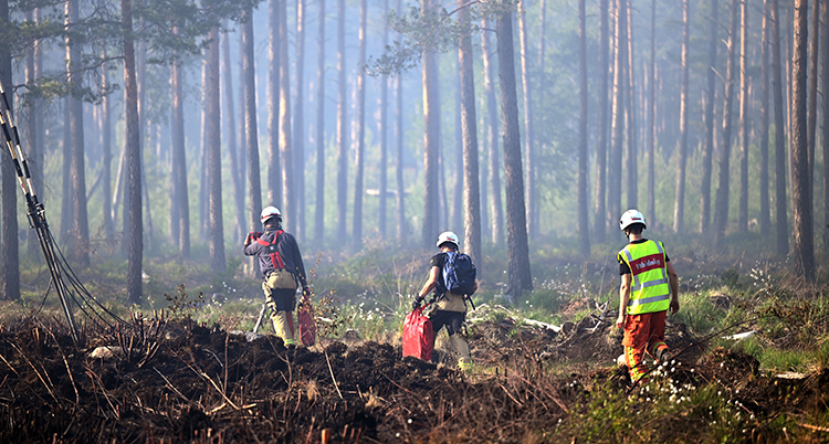brandmän i en skog.