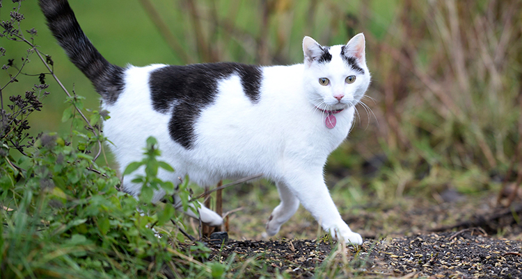 En vat katt med svarta fläckar.