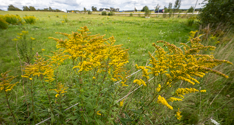 Gula blommor på växter vid en åker.