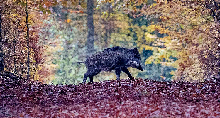 Ett vildsvin i en skog.