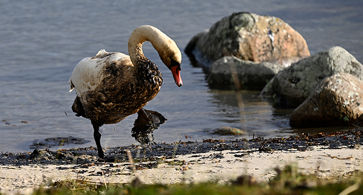 En svan skadad av olja på en strand. Magen och benen är svarta av oljan.