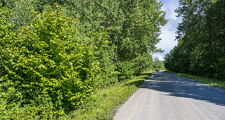 Det är sommar. En landsväg och skog.