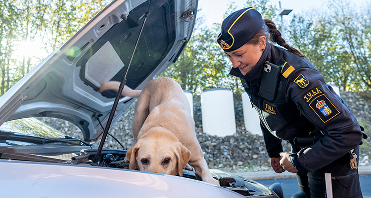 Hunden nosar i motorn på en bil. Polisen står bredvid.