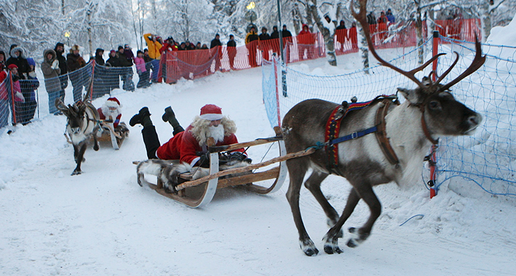 En tomte åker släde på magen efter en ren.