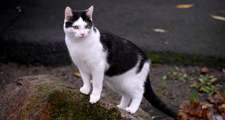 En katt som är vit och svart.