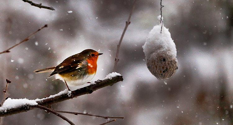 En rödhake på en gren framför en talgboll. Det snöar.