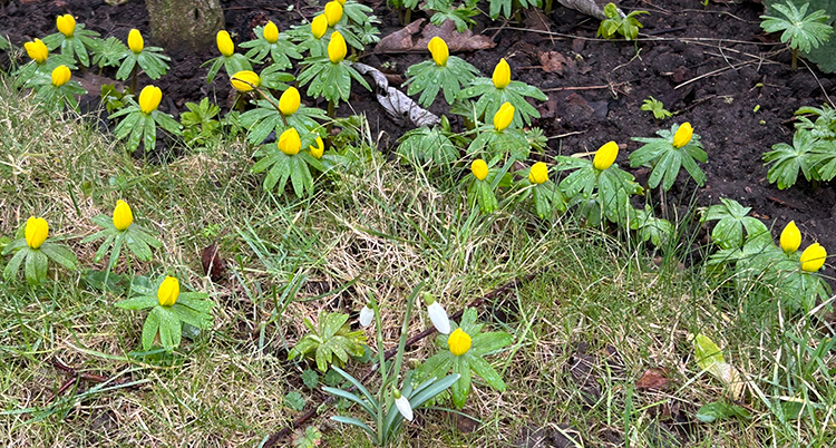 Gula och vita blommor syns på marken i en trädgård.
