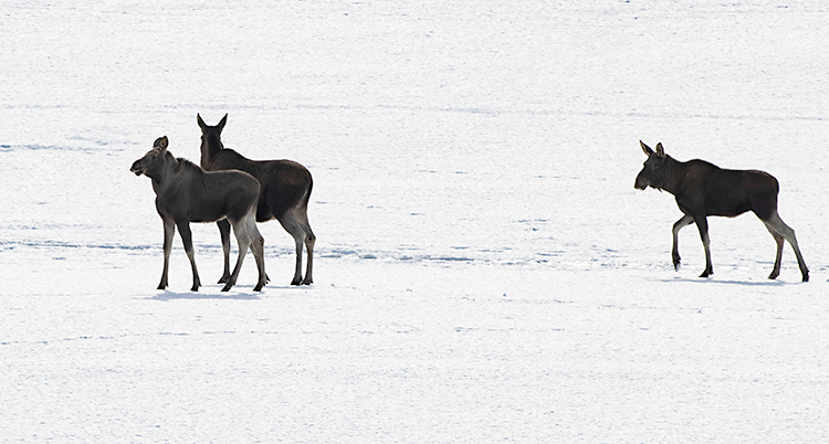 Tre älgar som springer över snön.