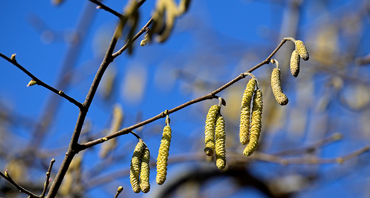 Nära bild på hängen med björkpollen.