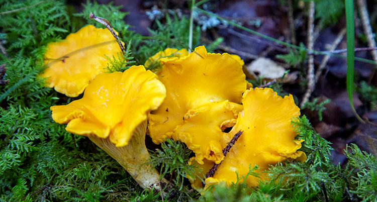 Gula kantareller i grön mossa.