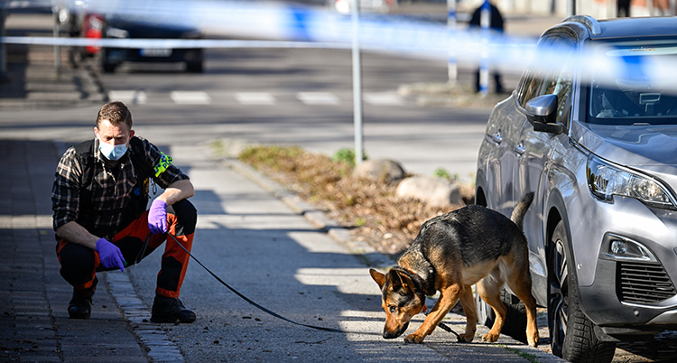 Polisen sitter på huk. Hunden nosar på marken.