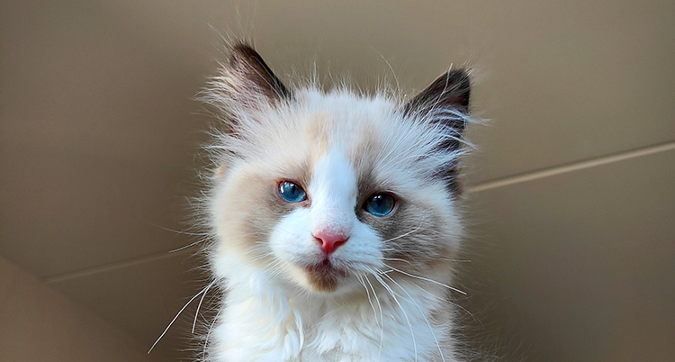 Katten har rosa nos och brunt ansikte.