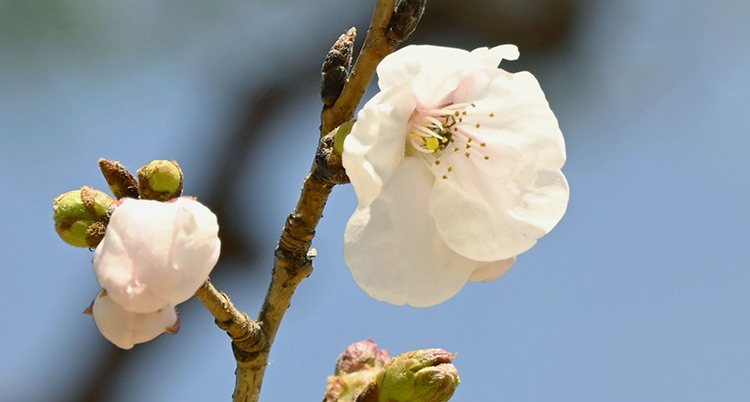 En närbild på en blomma på ett körsbärsträd.