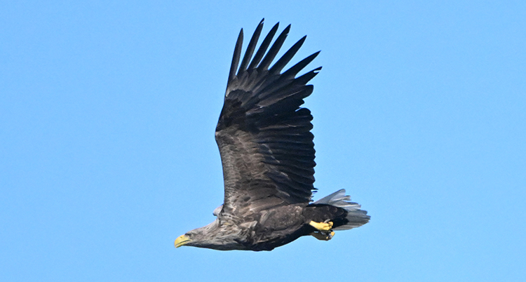 En havsörn som flyger. Himlen är blå.