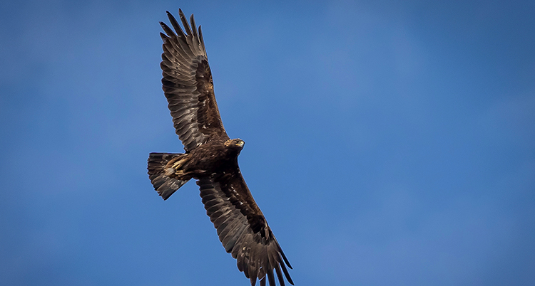 Den flyger. Bakom den syns himlen.