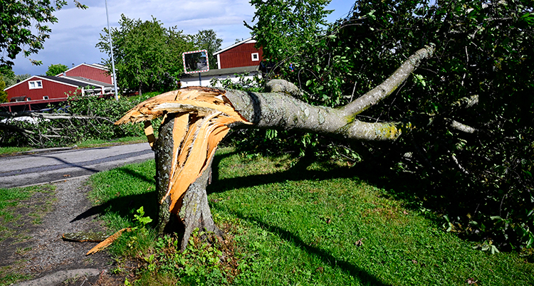Ett stort träd har gått av och ligger på marken.