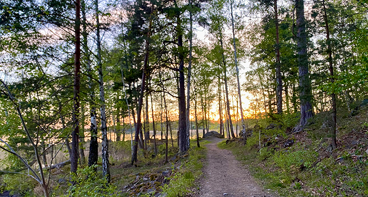En stig genom en skog.