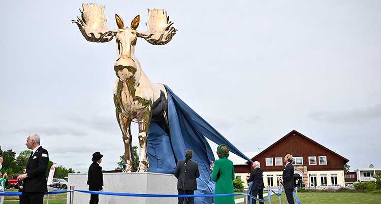 En stor älg i guld. Folk drar av ett skynke från den.