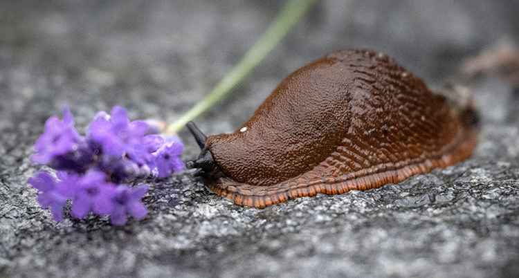 En brun snigel vid en lila blomma.