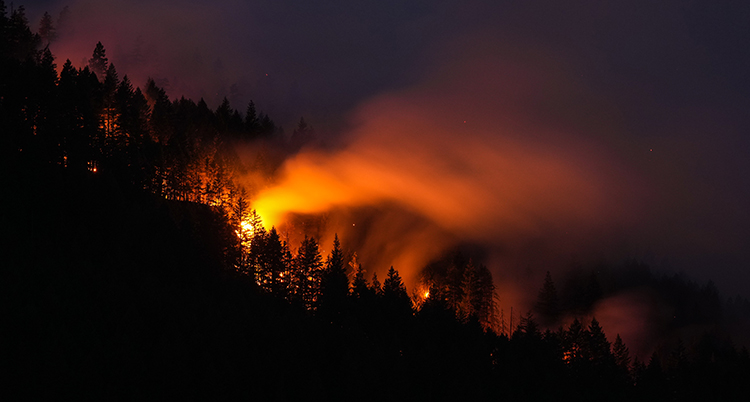 Brand i en sluttning i skogen.
