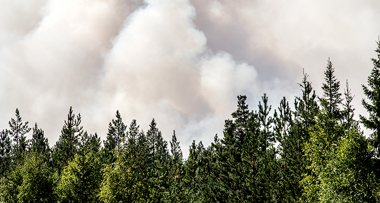 En granskog. Bakom skogen kommer massor av rök från en skogsbrand.
